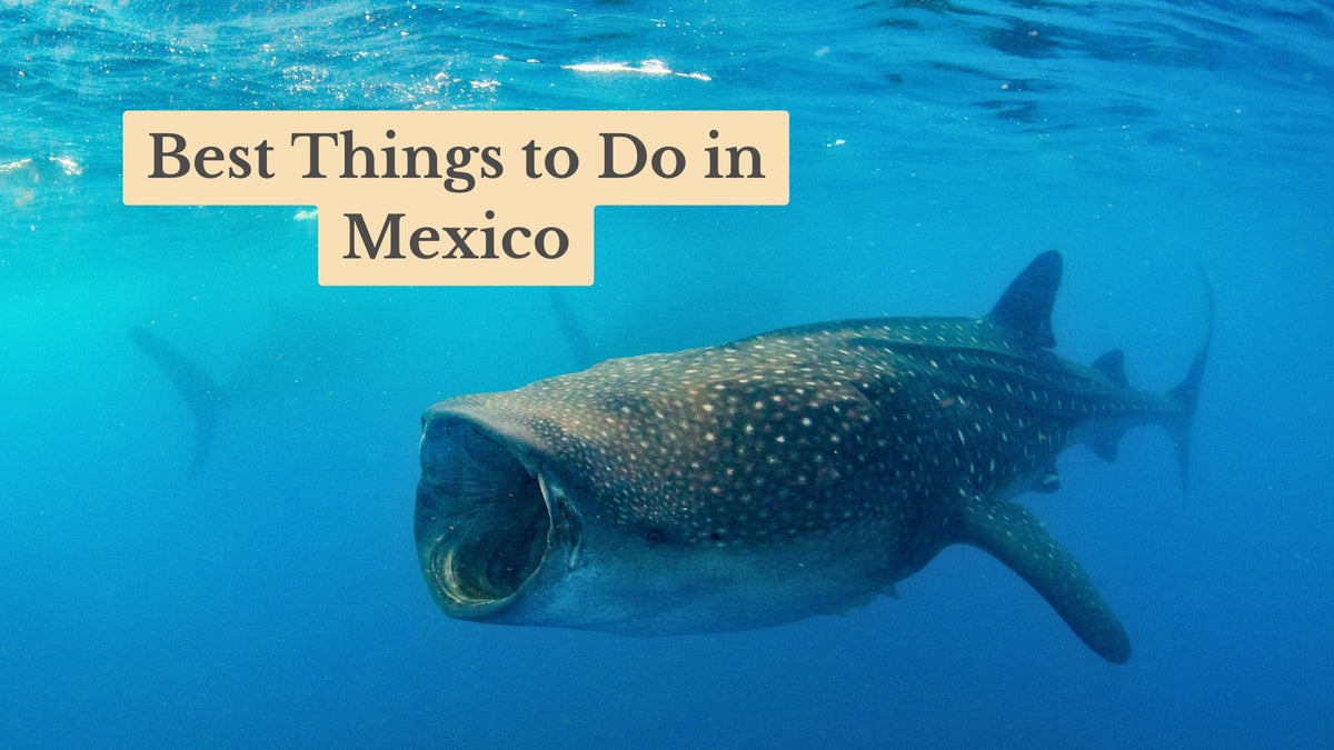 Whale shark with its mouth open swimming in blue water, under the title text "Best Things to Do in Mexico"
