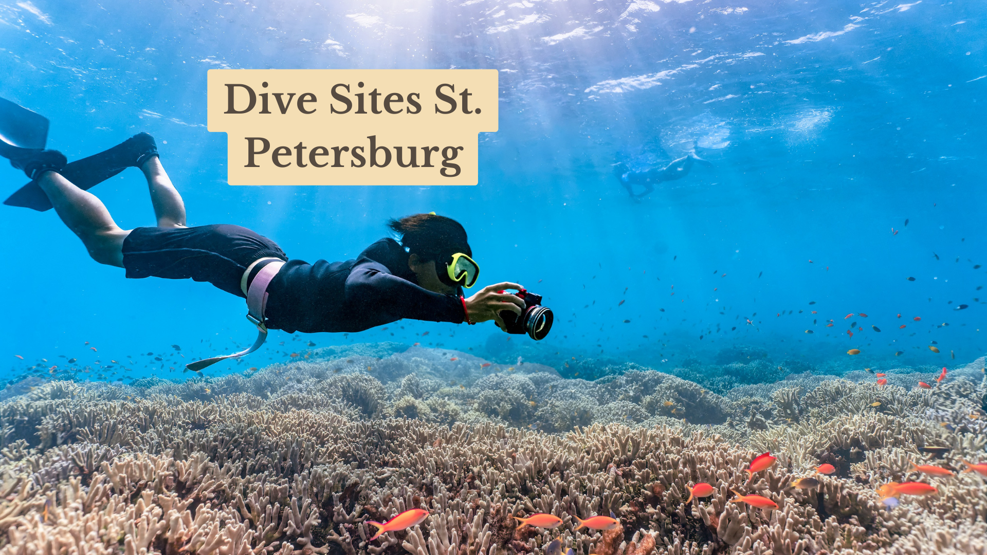Dive Sites St. Petersburg: Best Scuba Diving Adventures in 2026