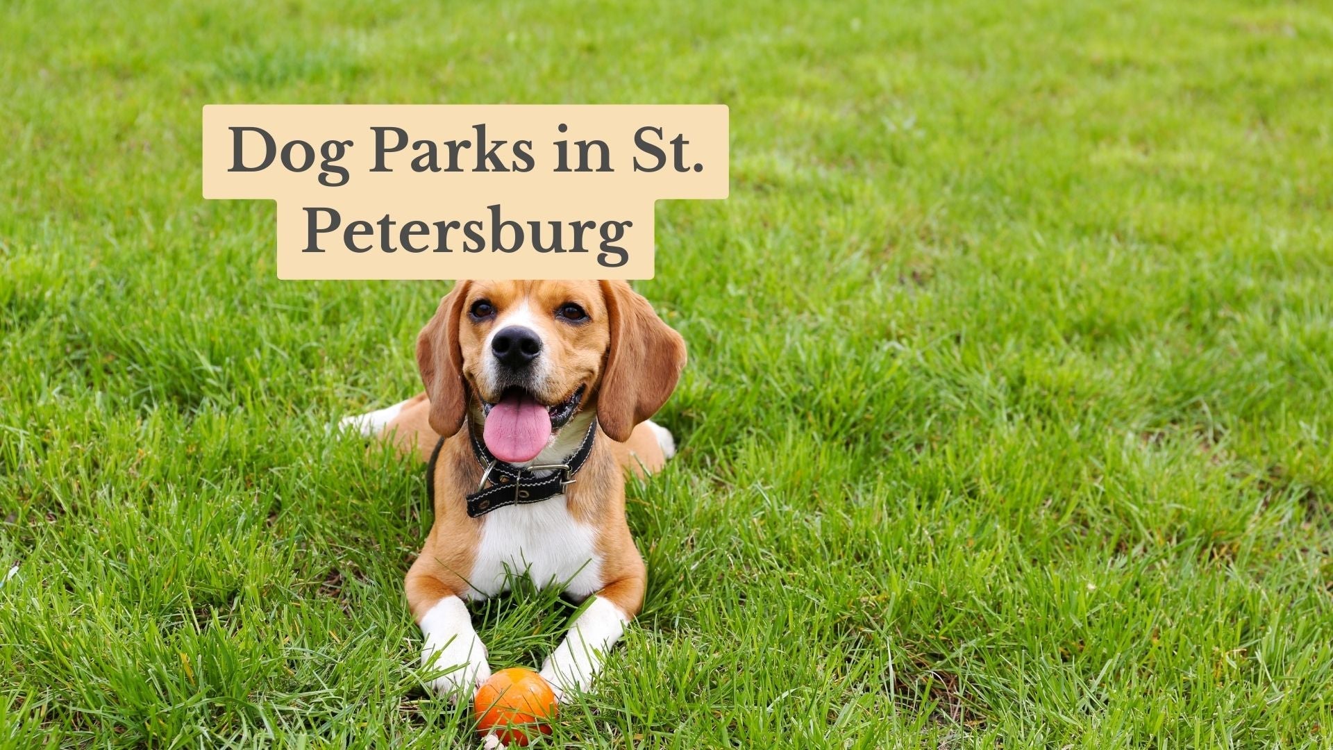 Top 17 Dog Parks in St. Petersburg FL: Your 2026 Canine Guide