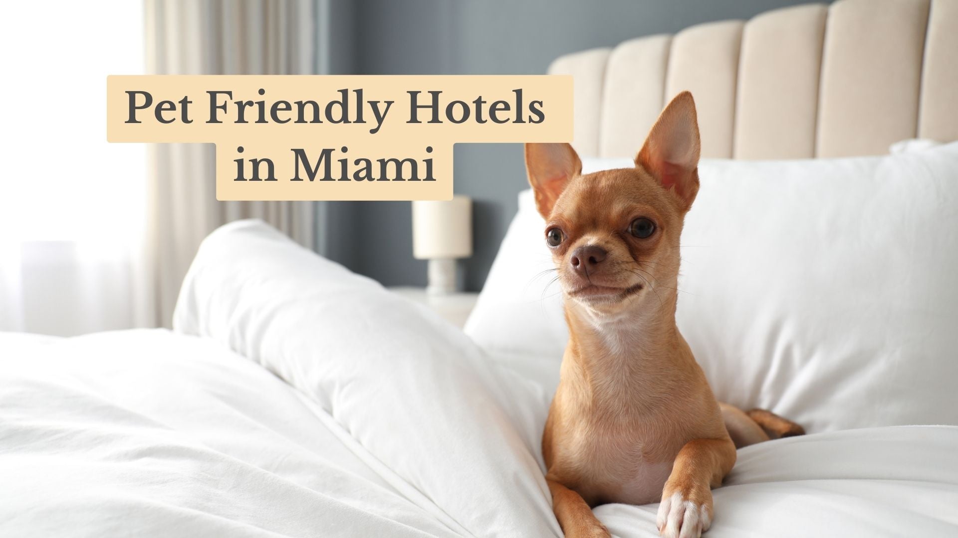 13 Best Pet Friendly Hotels in Miami: Top Picks for 2026!