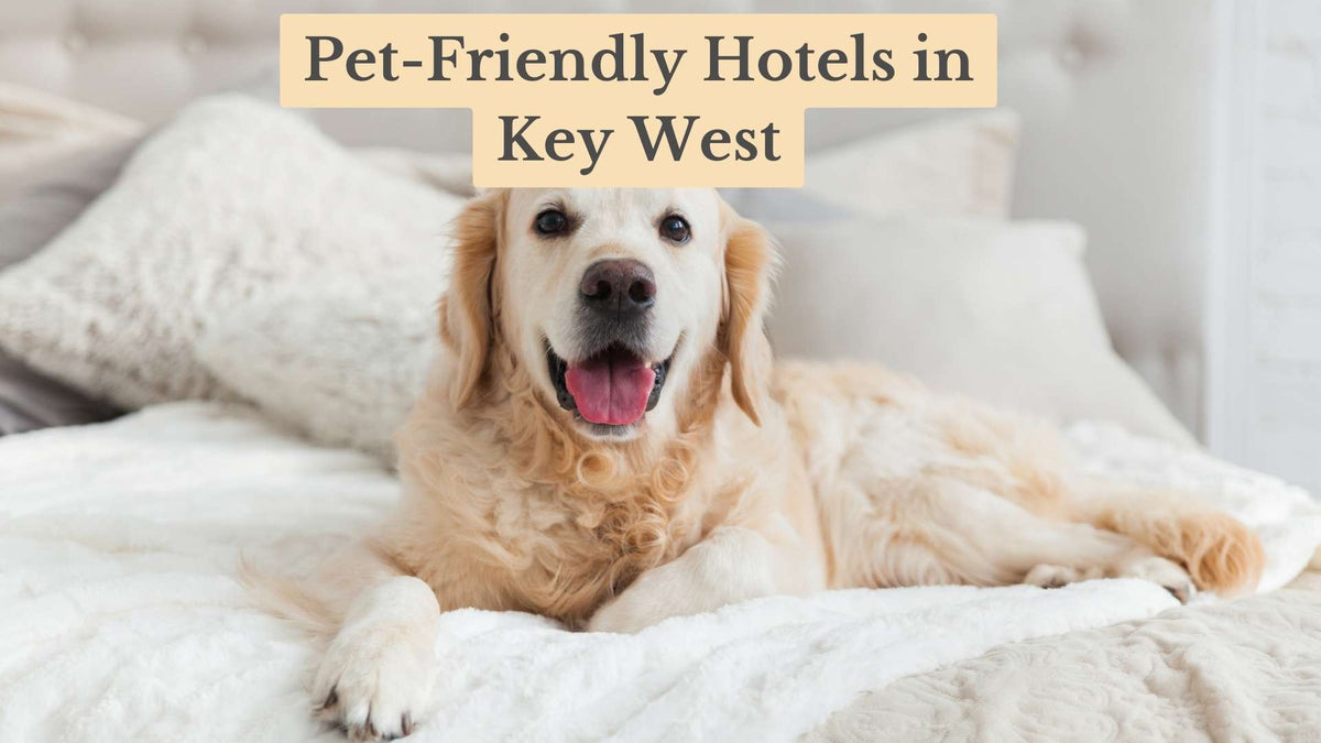 Smiling golden retriever lying on a white bed with fluffy pillows, under the title "Pet-Friendly Hotels in Key West"
