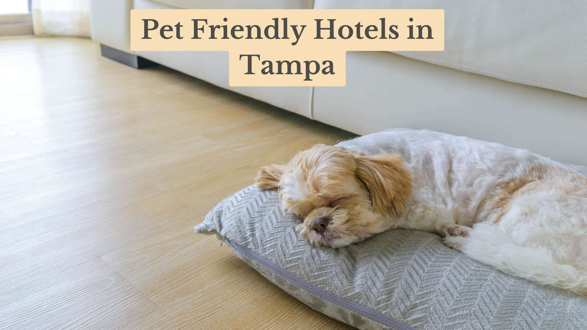 Small tan and white dog asleep on a gray cushion on a wood floor by a white sofa, titled "Pet Friendly Hotels in Tampa"
