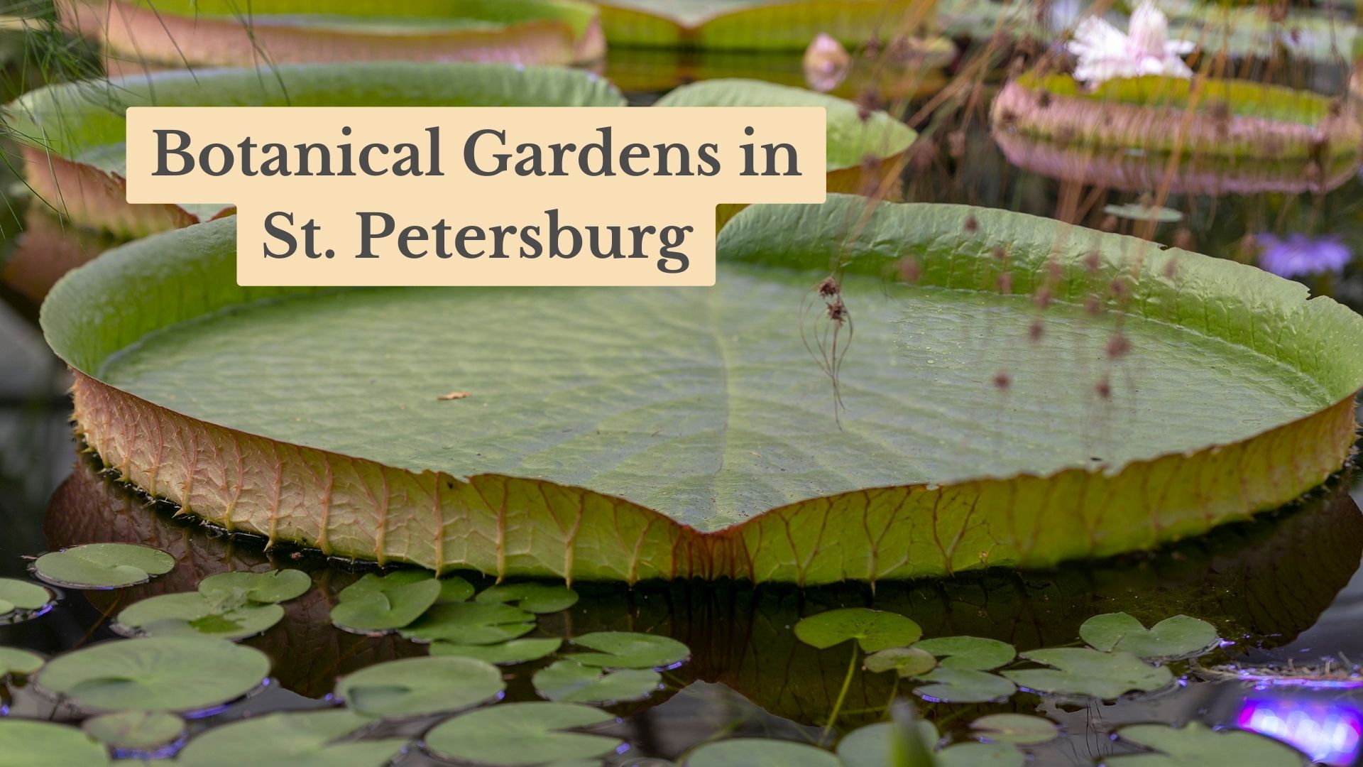 Top 17 Botanical Gardens in St. Petersburg FL - Must-See Attractions!