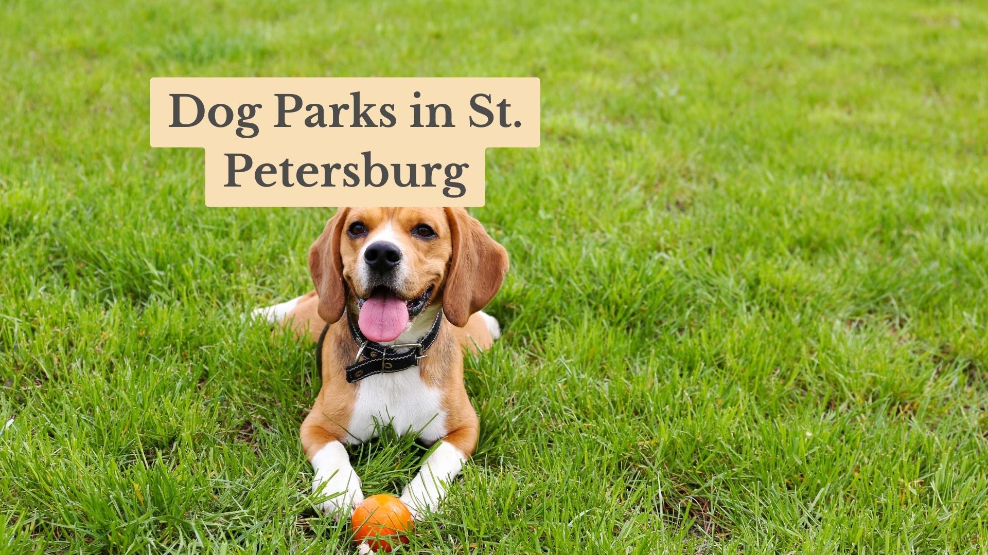 Top 17 Dog Parks in St. Petersburg FL: Your 2025 Canine Guide