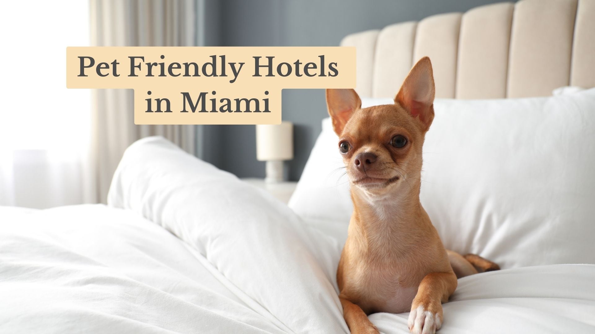 13 Best Pet Friendly Hotels in Miami: Top Picks for 2025!