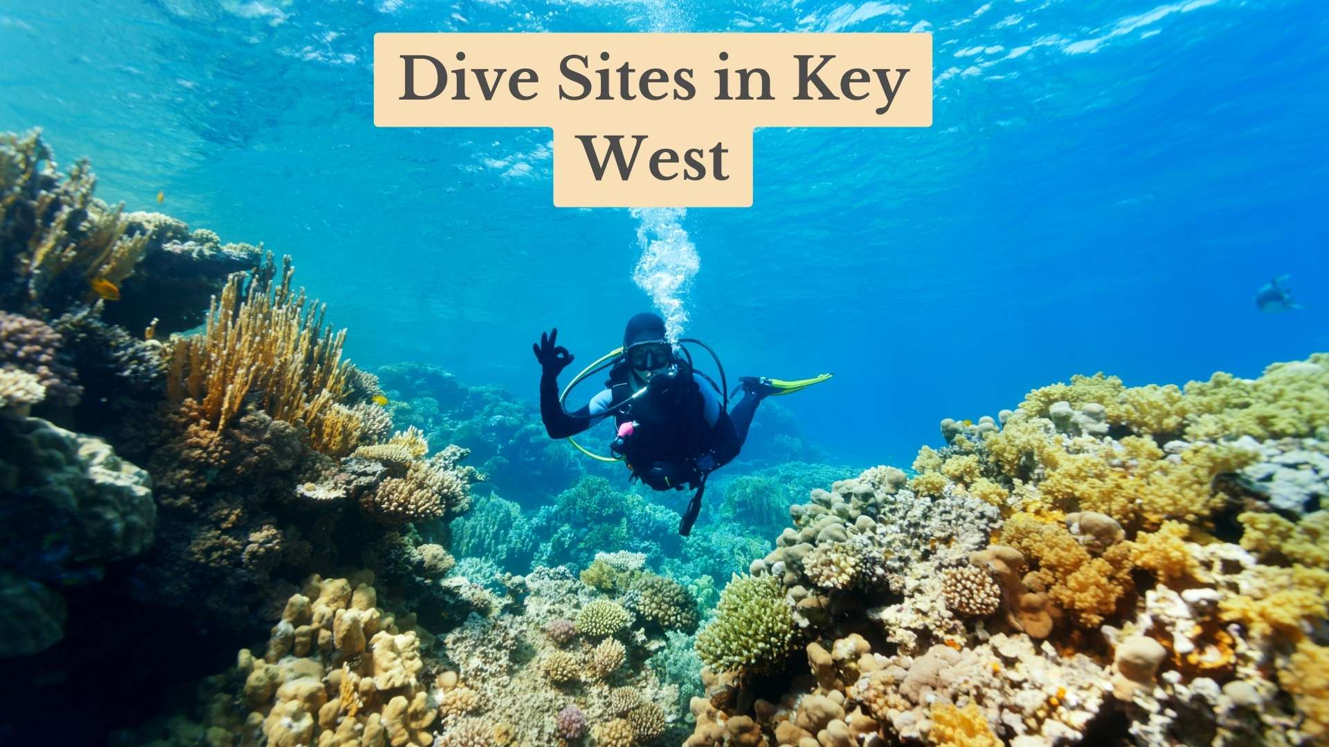 Top 11 Scuba Dive Sites in Key West, Florida: Diving Gems of the Keys