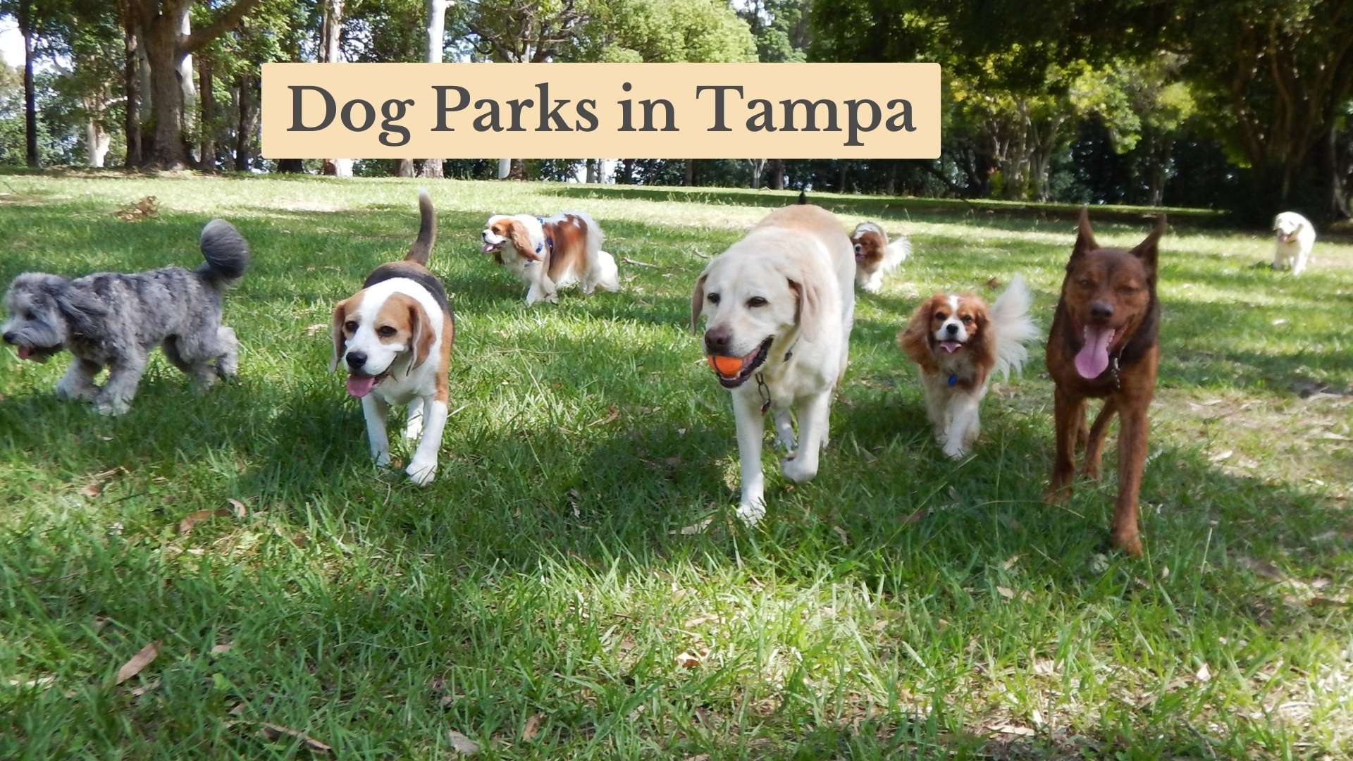 Ultimate Guide to 13 Best Dog Parks in Tampa, FL: Pup's Paradise!