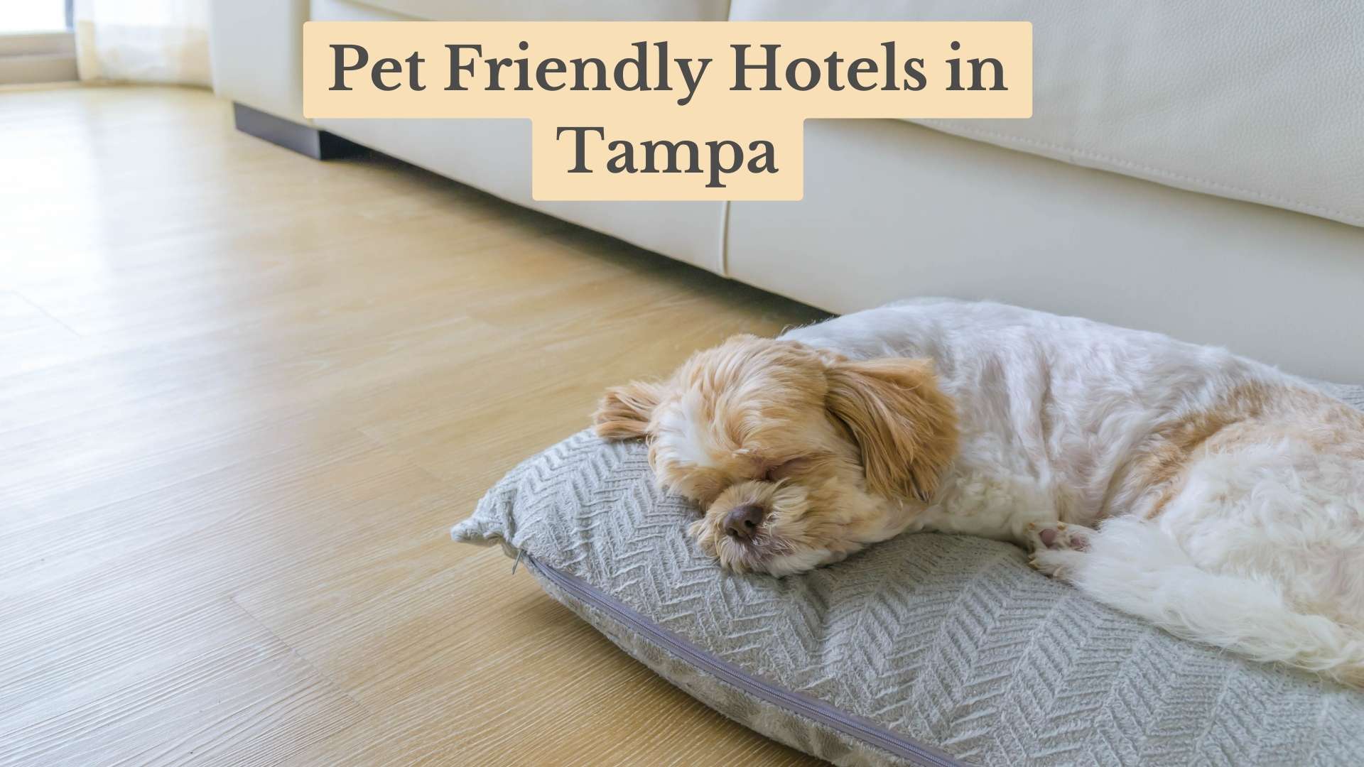 15 Top Pet Friendly Hotels in Tampa, FL: Explore with Paws